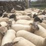Ballinrobe special sale of Hiltex and Texel cross Image 7