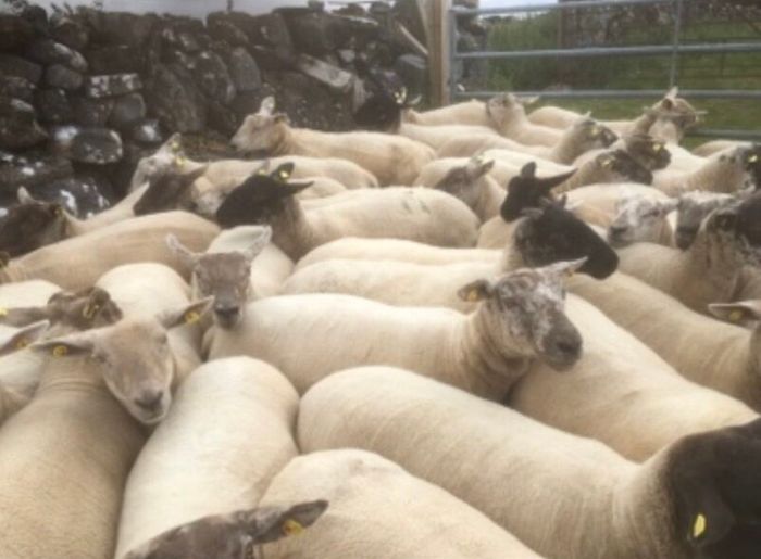 Ballinrobe special sale of Hiltex and Texel cross