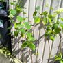 garden plants Image 3
