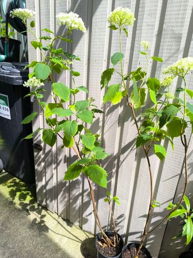 garden plants