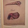 The First Colonists. Hakluyt's Voyage To North America. Introduction By A.l.rowse. All 16 Watercolours By John White. First Edition Second Print Large Volume Hardback In Good Condition   See Photos For Same. Image 9