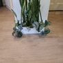 Sansevieria Laurentii planter Image 4