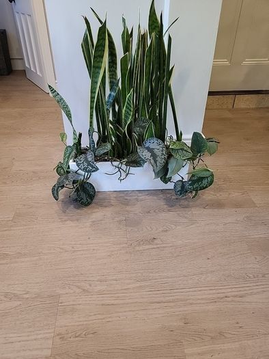 Sansevieria Laurentii planter