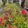 Azaleas,  Evegreen Shrubs Two Euro Image 3