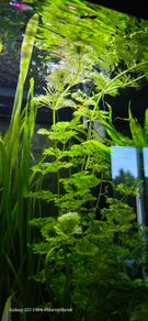 Aquarium plants
