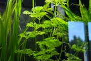 Aquarium plants