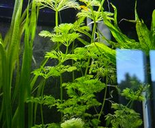 Aquarium plants