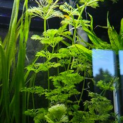 Aquarium plants