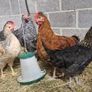 Hens and Roosters Image 3