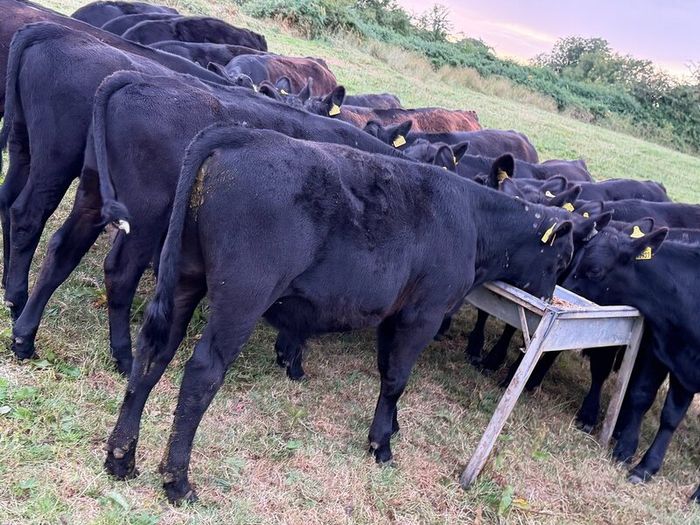 20 Aberdeen Angus Bull Weanlings