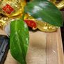 Not perfect plants Philodebdron bundle Image 3