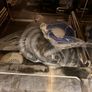 Winterhalter UCM Glasswasher Image 8