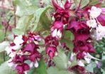 Himalayan Honeysuckle Plant