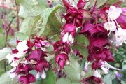 Himalayan Honeysuckle Plant