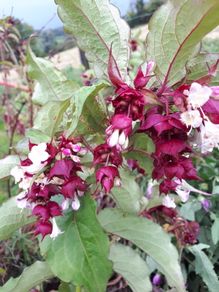 Himalayan Honeysuckle Plant