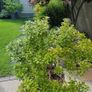 Large pieris japonica plant in a pot Image 4