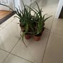 Aloe Vera plant (Skin) Image 3