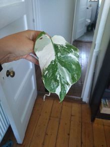 monstera albo
