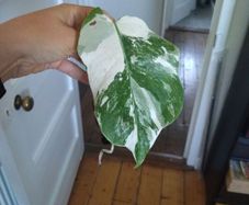 monstera albo