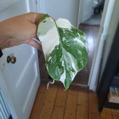 monstera albo