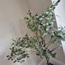 Faux Olive tre Image 2