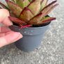 plant Image 3
