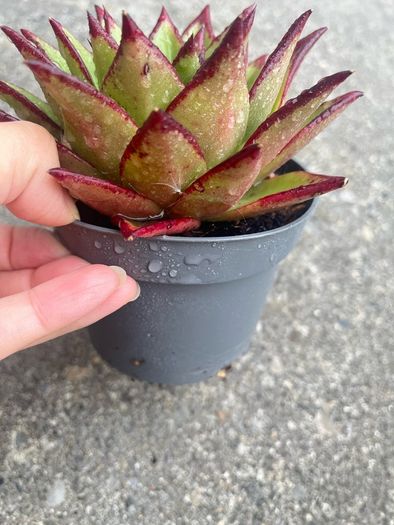 plant