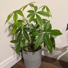 plants