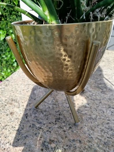 house plant
