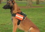 k9 Power Herness S/M/L