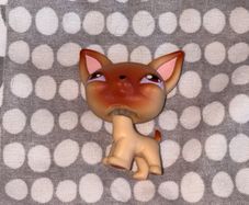 littlest pet shop (LPS) Chihuahua #001 / #1