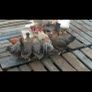 Point of lay pullets/hens Image 2