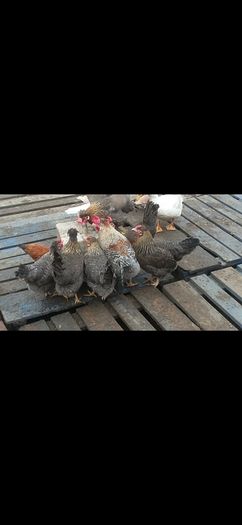 Point of lay pullets/hens