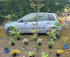 clearance of flowering trees and shrubs