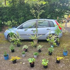 clearance of flowering trees and shrubs