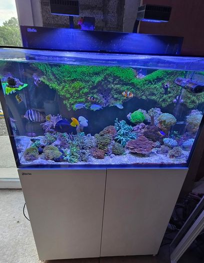 red sea reefer g2 250