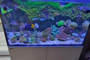 red sea reefer g2 250