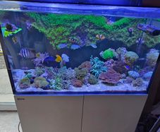 red sea reefer g2 250