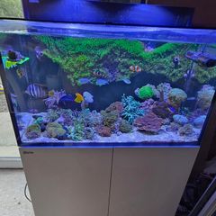 red sea reefer g2 250