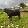 Angus bulls Image 10