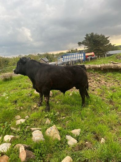 Angus bulls