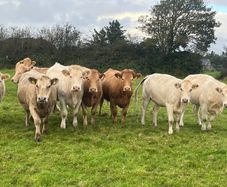 Organic Cattle