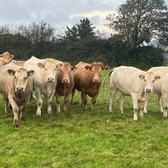 Organic Cattle