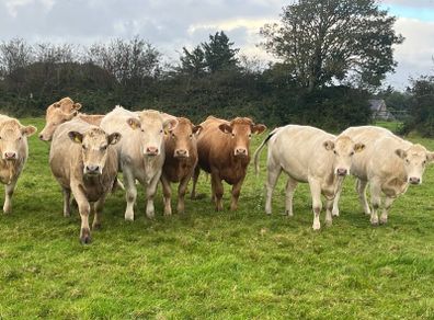 Organic Cattle