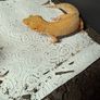 Leopard gecko and terrarium Image 4