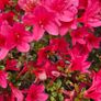 Azalea Evergreen Plants Image 9