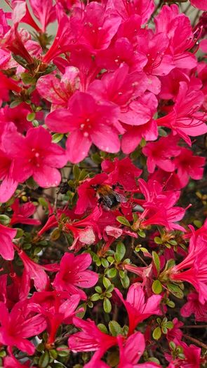 Azalea Evergreen Plants