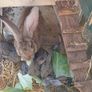 rabbits Image 5