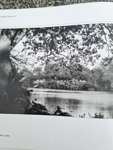 FOREST IMAGES. Fr Browns Woodland Photographs From Emo Court In Co Laois Over 20 Years.