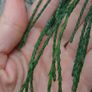Chamaecyparis lawsoniana dark green and yellow green Image 6